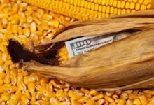 Corn Futures Rebound