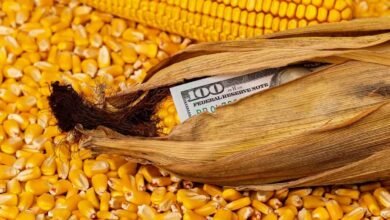 Corn Futures Rebound