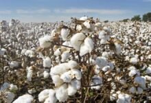 Cotton Prices Supported
