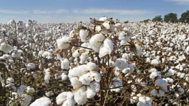 Cotton Prices Supported