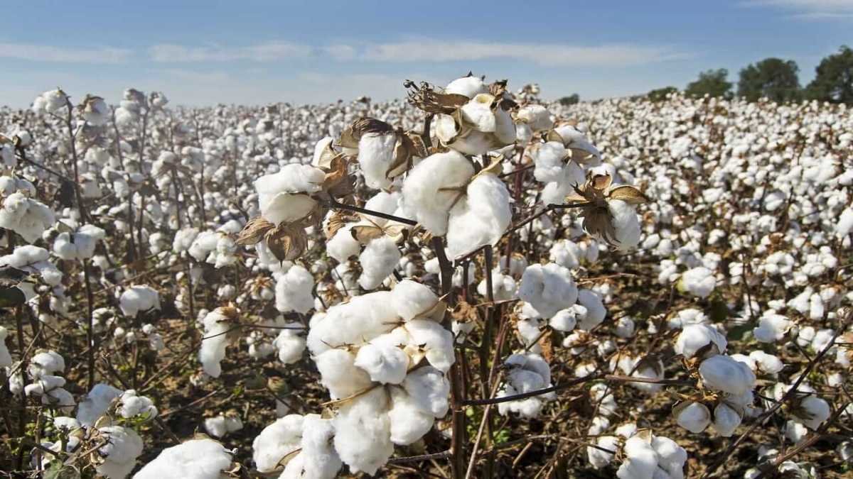 Cotton Prices Supported