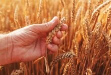 Wheat Prices Rebound