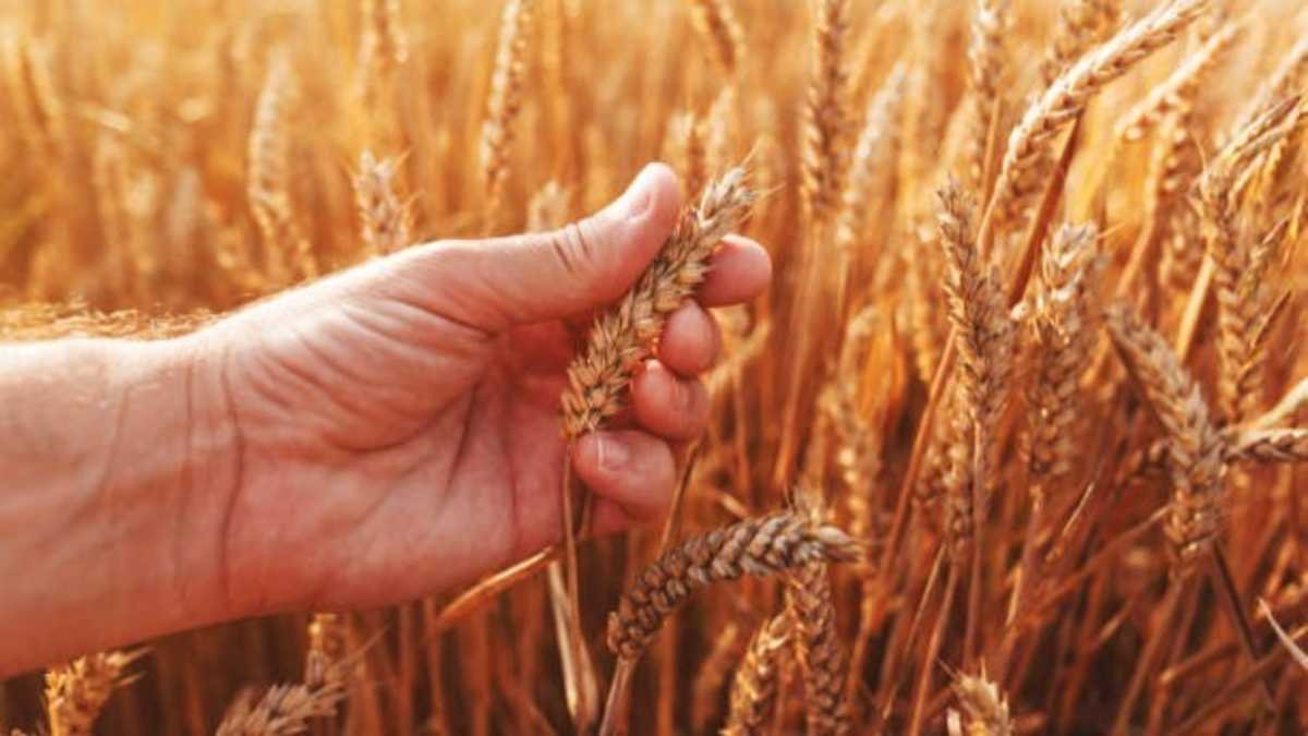Wheat Prices Rebound